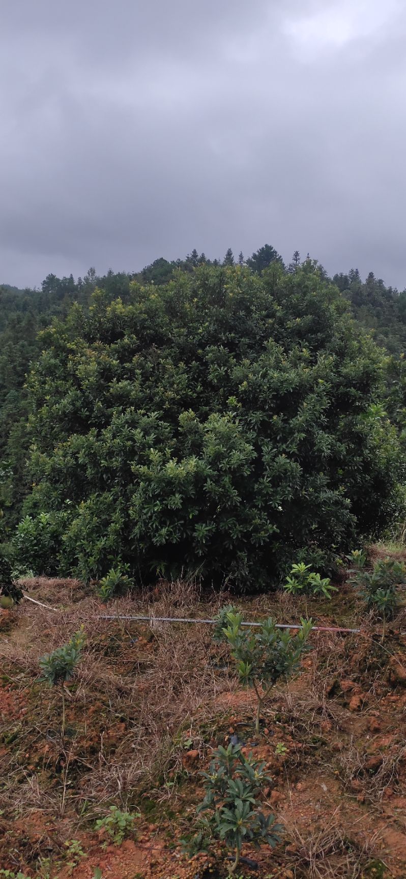 大黑炭杨梅树苗  杨梅树，精品杨梅球，地苗，断根苗，容器苗，