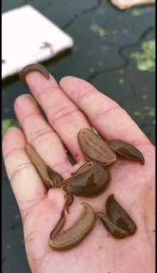水蛭苗 蚂蟥苗 宽体金线蛭 黄苗 长势快