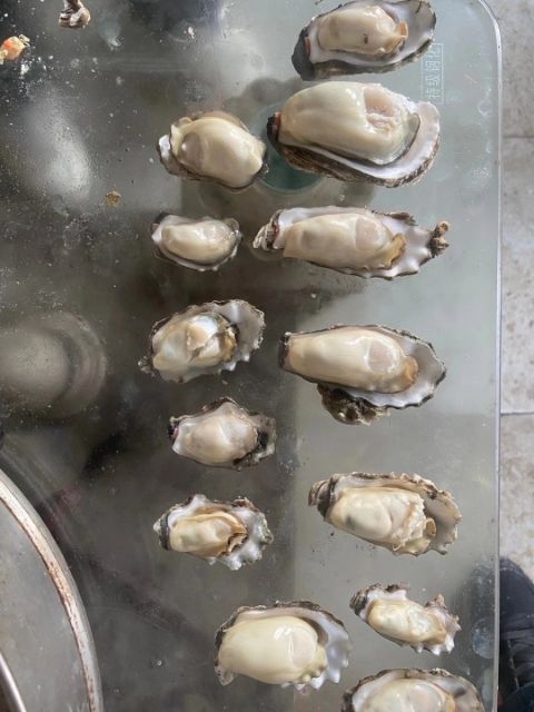 山东乳山牡蛎 生蚝牡蛎