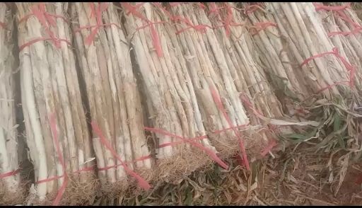 合阳县高白大葱 陕西省合阳知堡南知堡