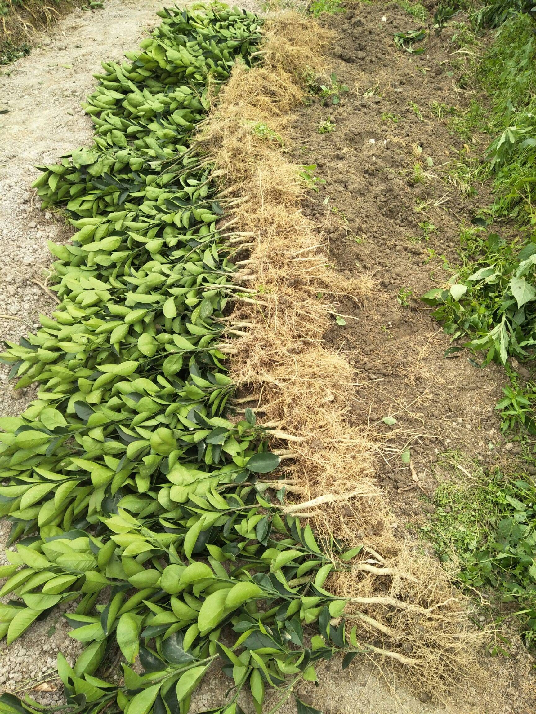 赣南脐橙苗  脐橙苗