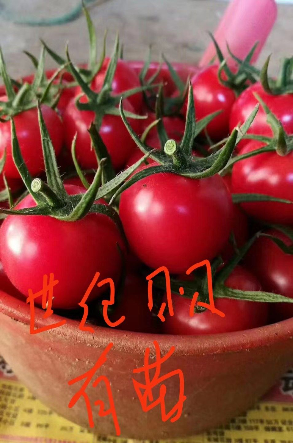 硬粉番茄苗  世纪贝贝樱桃西红柿