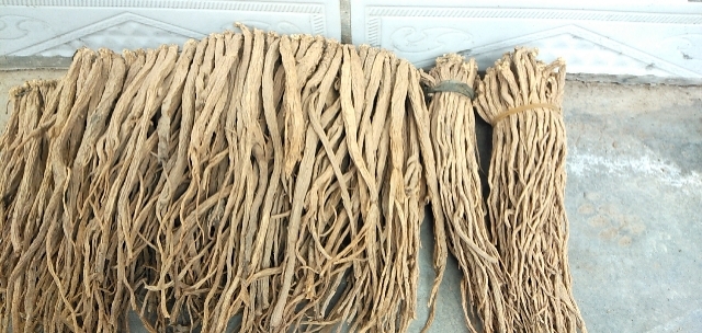 渭源县东党参 