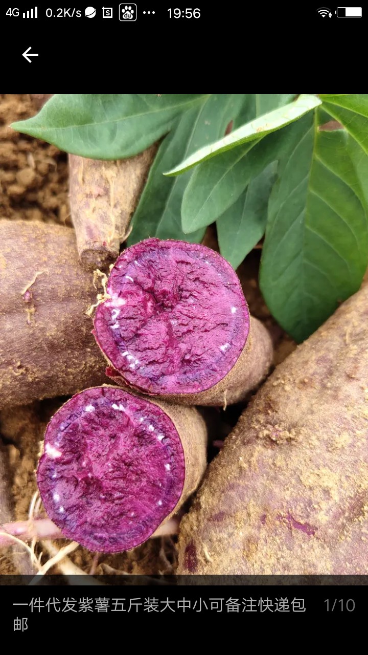 紫薯  河北省邢台市威县固献乡白果树二村