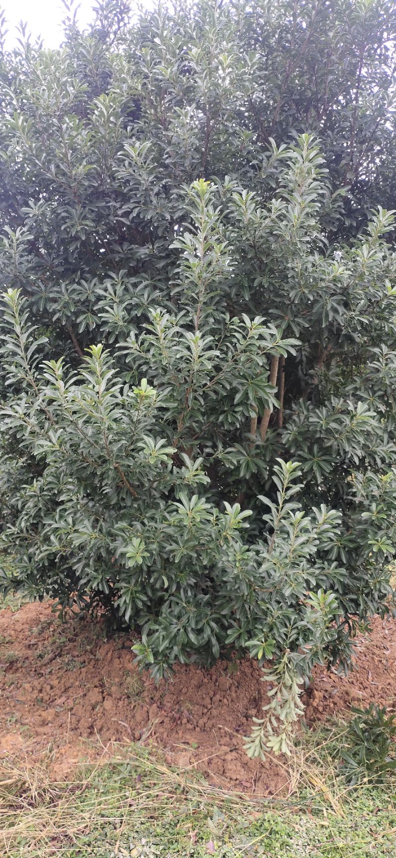 大黑炭杨梅树苗  杨梅树，精品杨梅球，地苗，断根苗，容器苗，