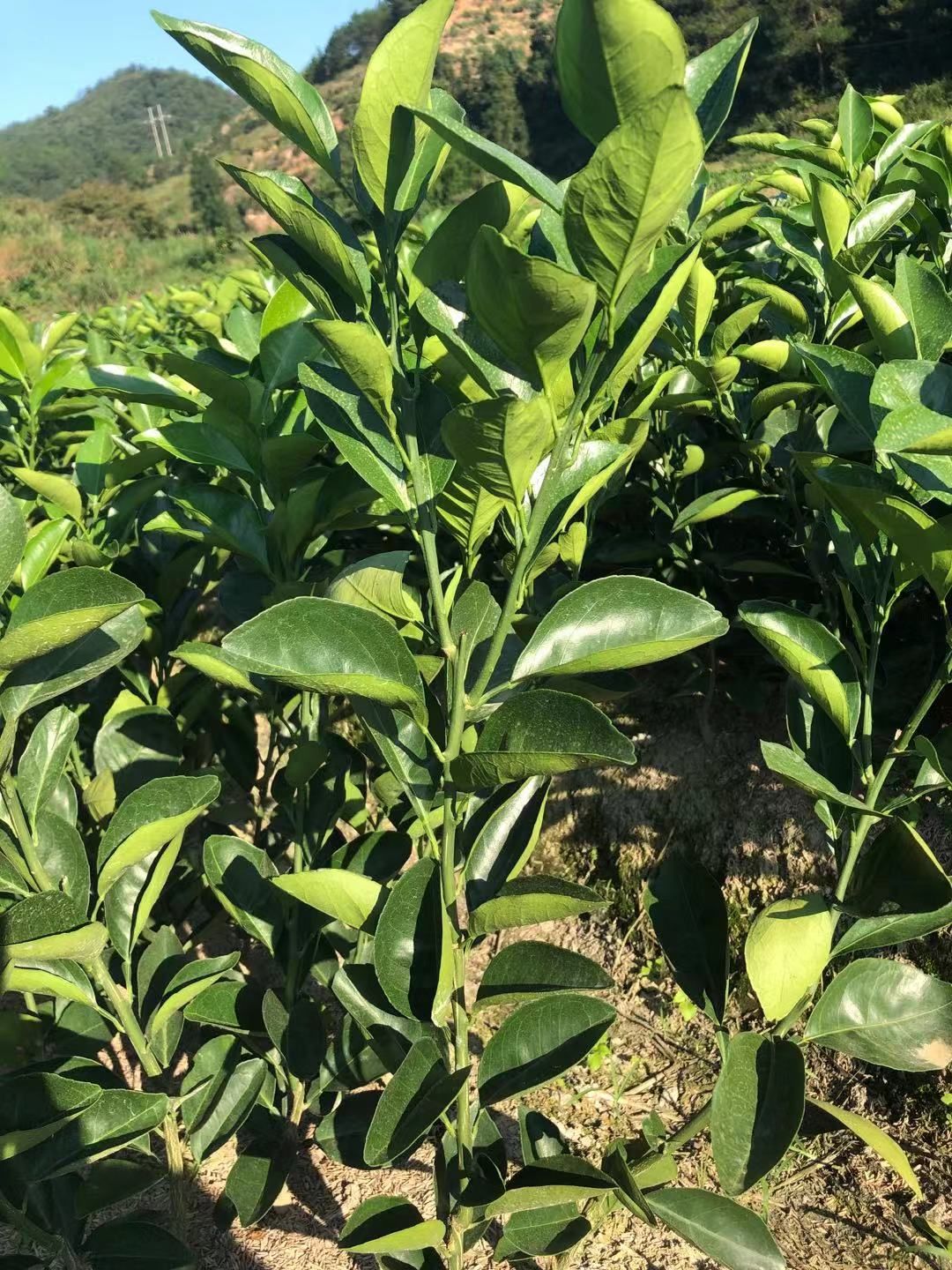 赣南脐橙苗  脐橙苗