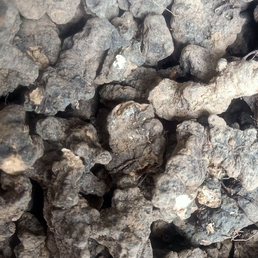 河南伏牛山区猪苓个子统货干货一手货源现货