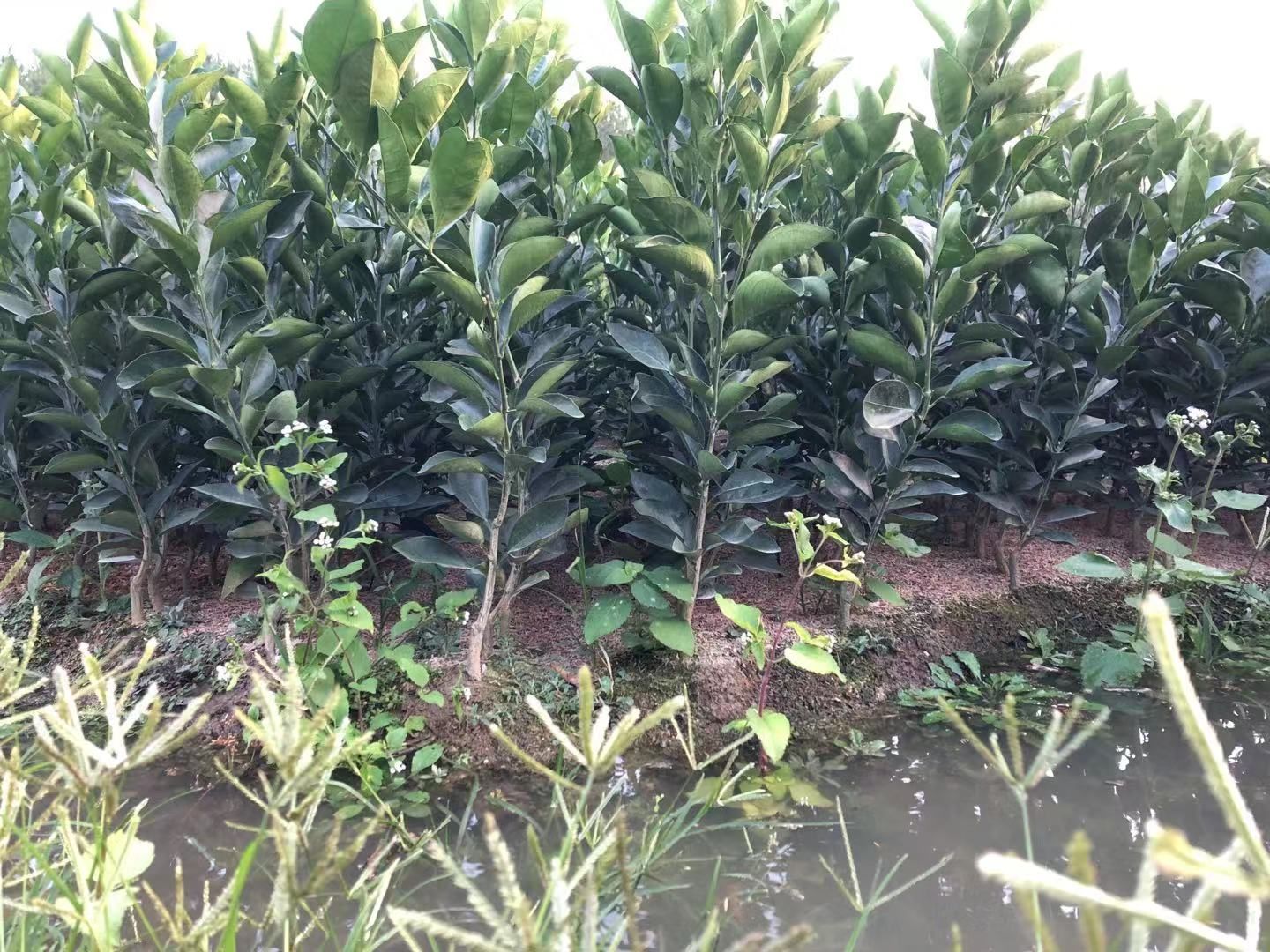 优质赣南脐橙苗，红肉脐橙苗