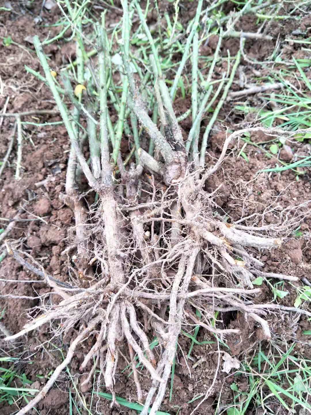 多头玫瑰 玫瑰花