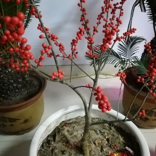泰安冬季结果的抗寒北美冬青