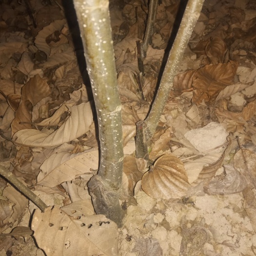 桃源县湖南省常德市桃源县优质板栗树苗直销