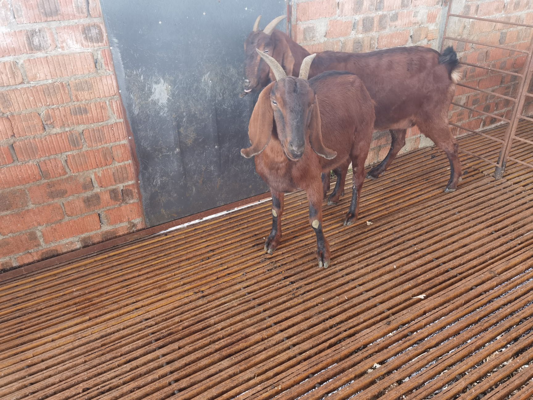 简阳大耳羊黄色小羊羔四川山羊