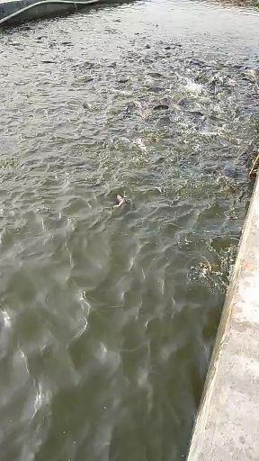 小龙虾苗，奥州品种，抗病力强，成活高，包送