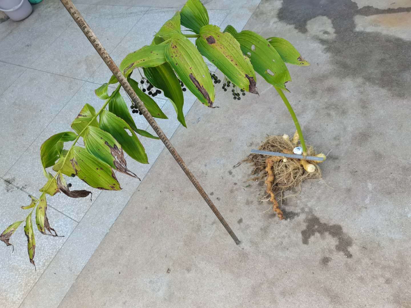 多花黄精种大别山黄精种子催芽种子