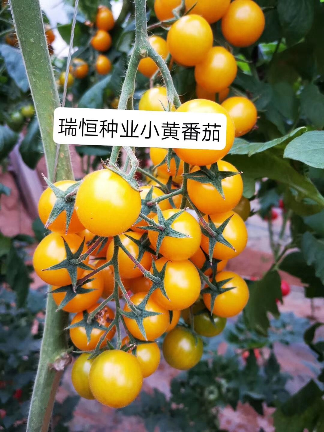 樱桃西红柿苗  夏日金星 黄色圣女果