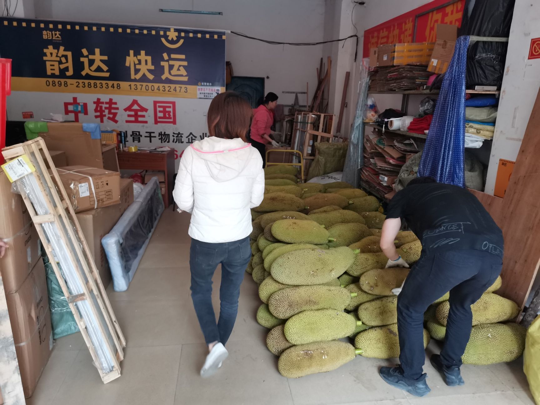 海南菠萝蜜  海南儋州菠萝蜜产地直销