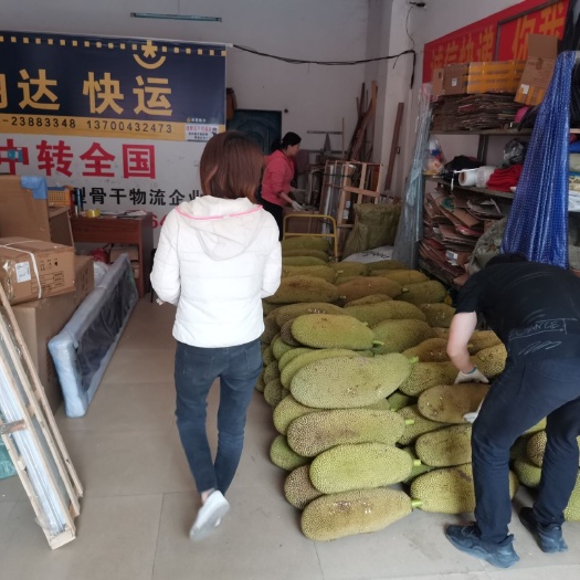 儋州市海南菠萝蜜  海南儋州菠萝蜜产地直销