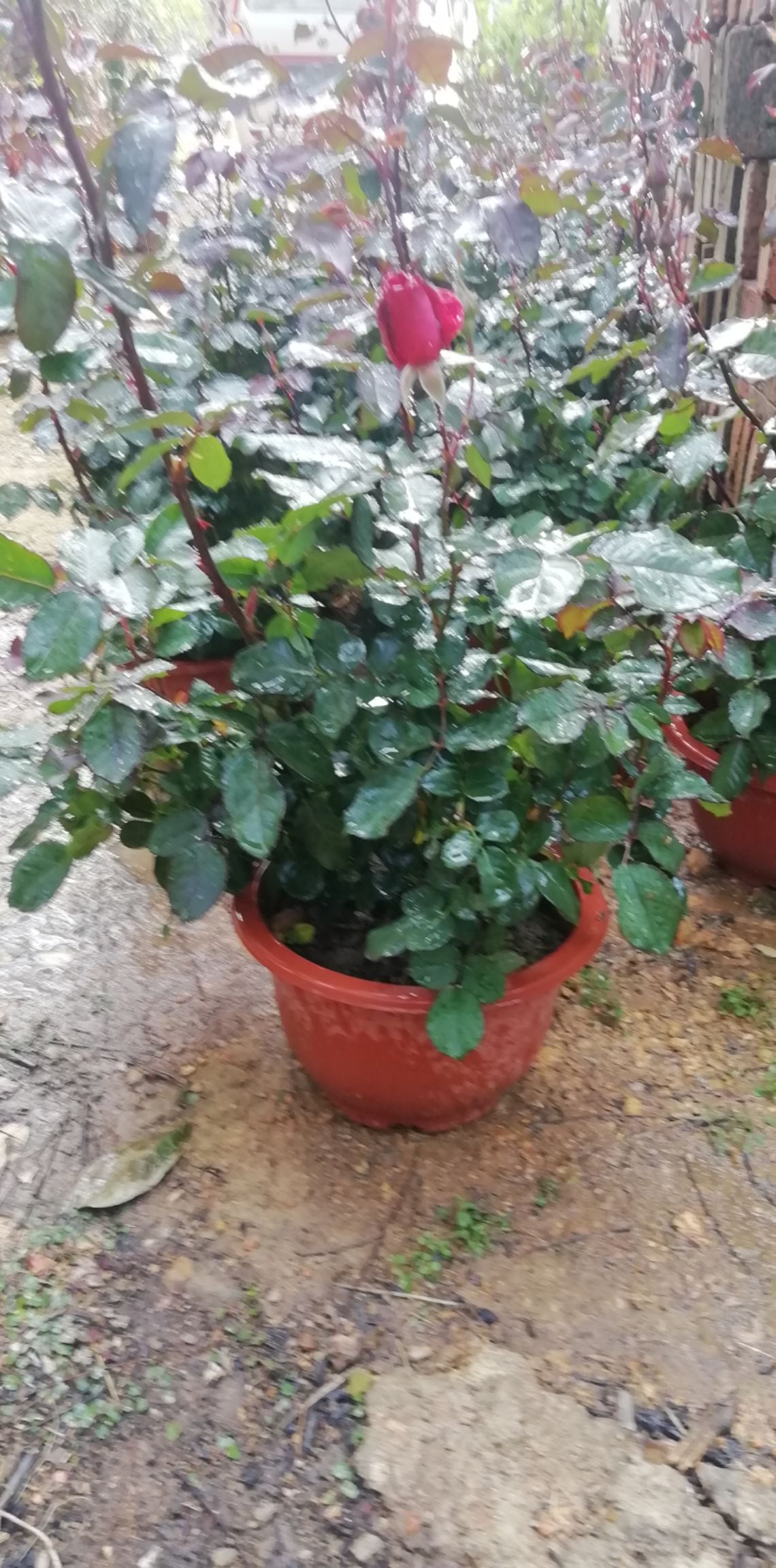 多头玫瑰 玫瑰花