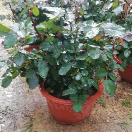 广州多头玫瑰 玫瑰花