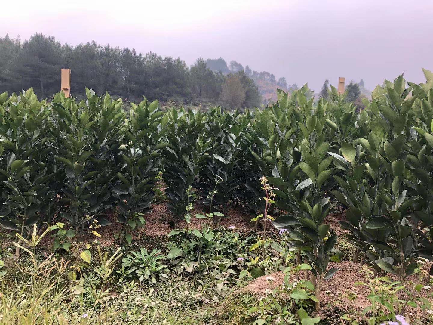 优质赣南脐橙苗，红肉脐橙苗