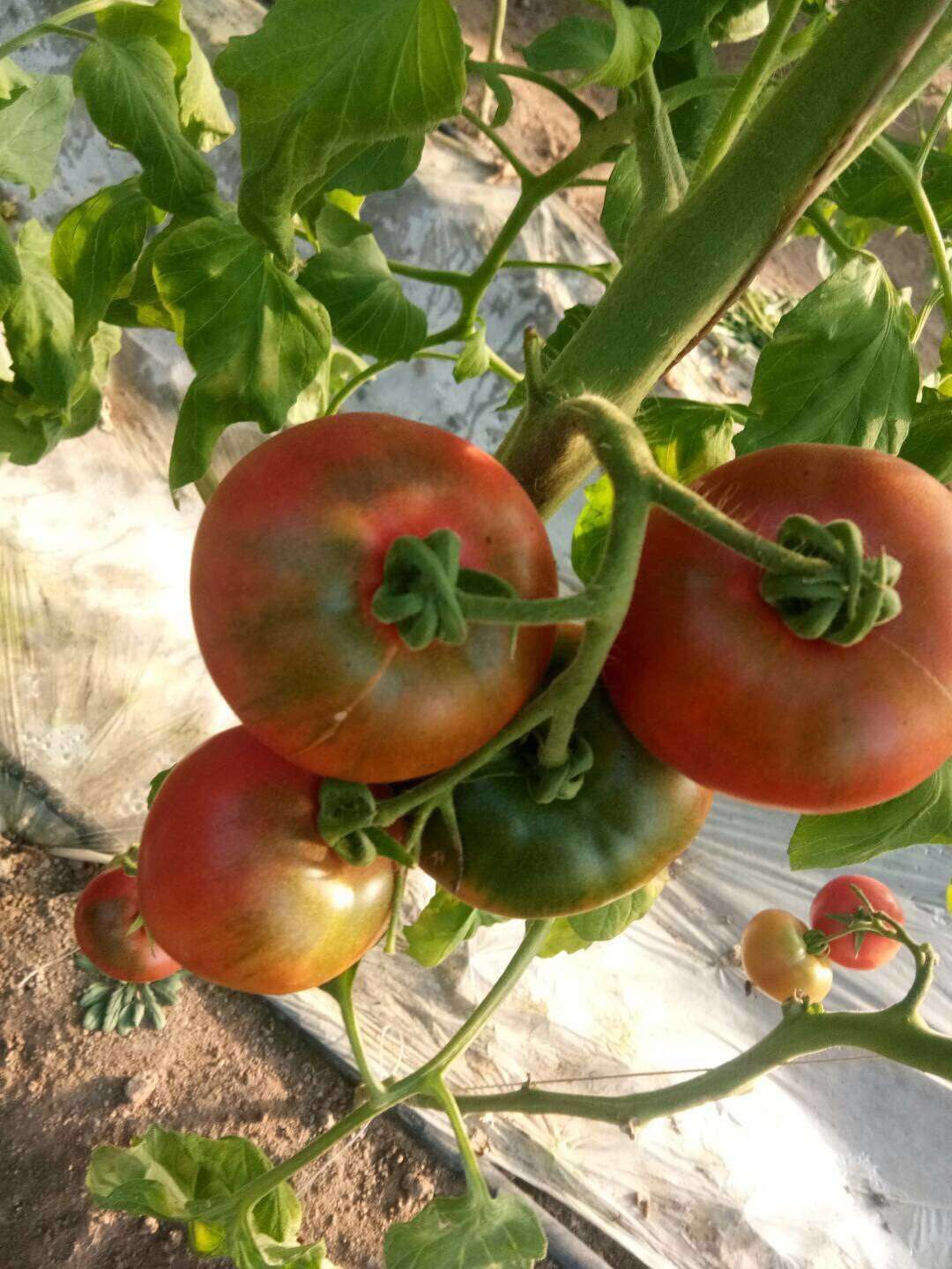 草莓番茄种子  草莓西红柿种子，纯正日本基因，纯口感西红柿，