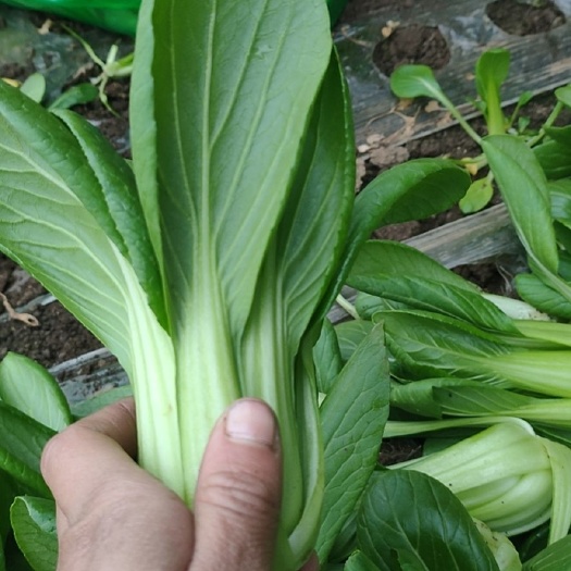 沈阳 油菜