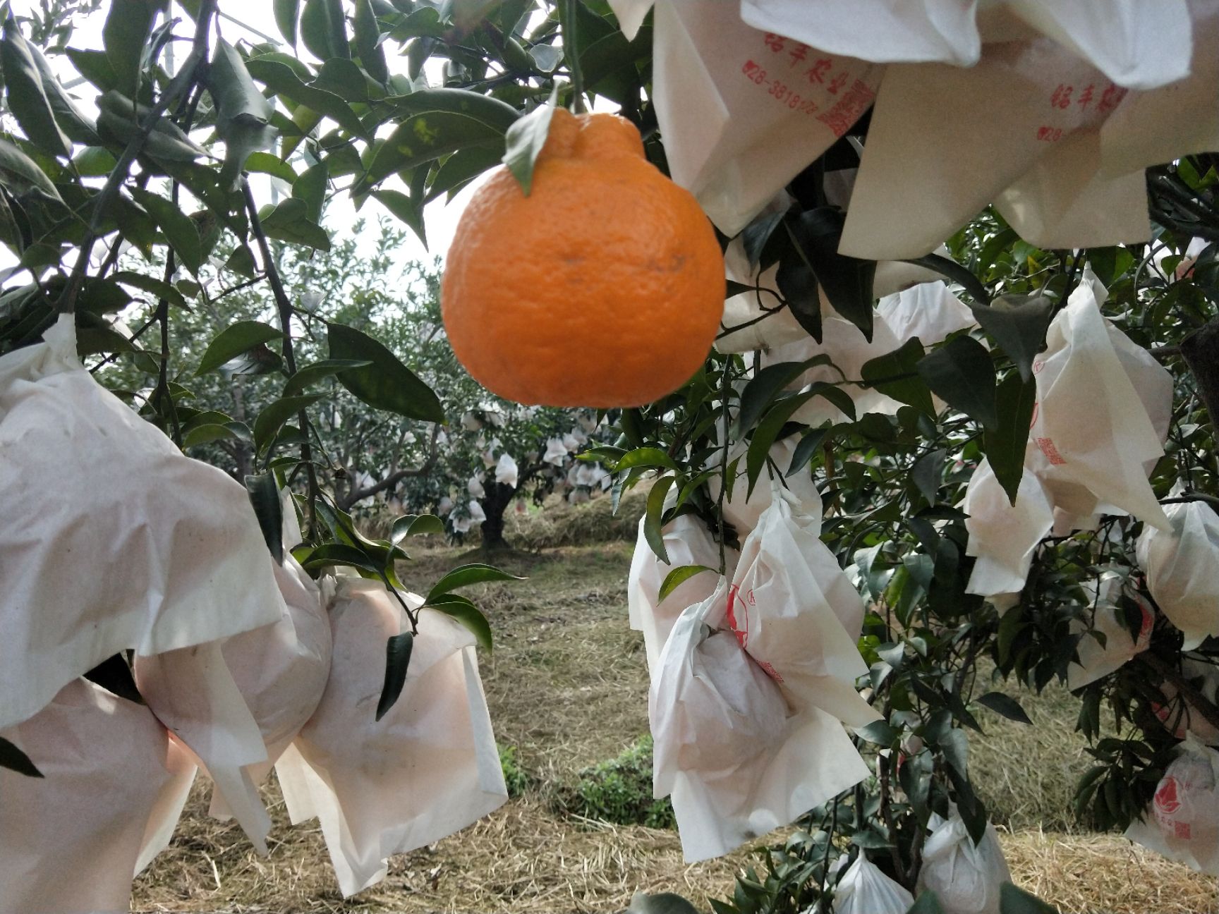 春见耙耙柑种植面积有多少(春见耙耙柑亩产多少斤)