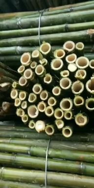  竹片！菜架竹！欢迎欢迎订货！