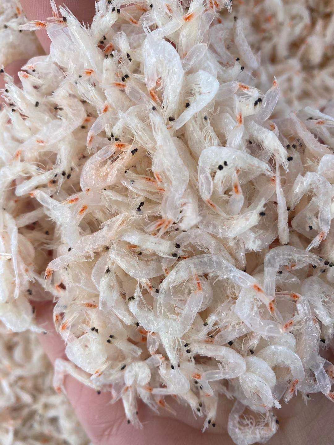  虾皮  淡干无盐 干度好 盐分低 大量批发