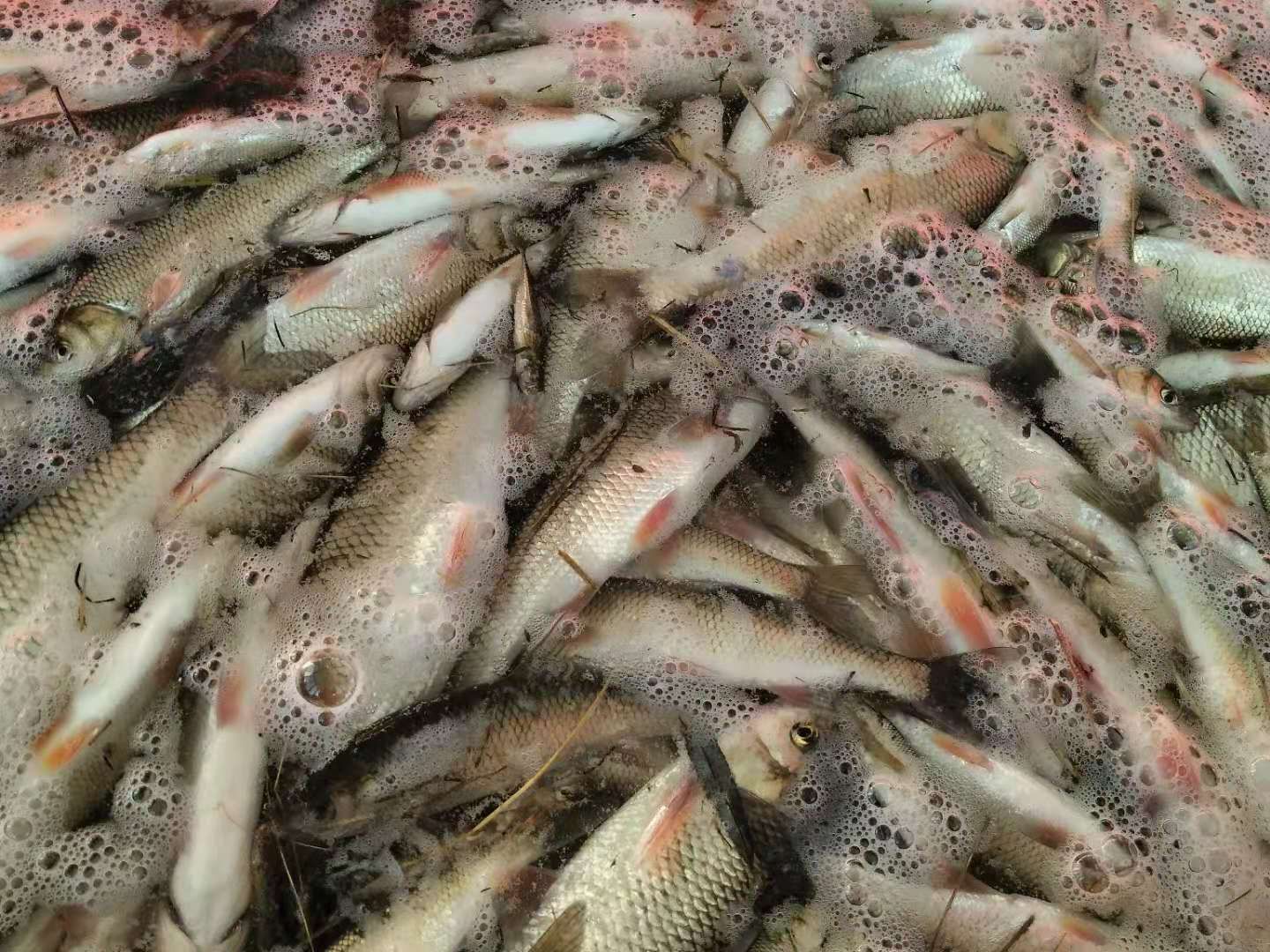 滑子鱼  华子鱼