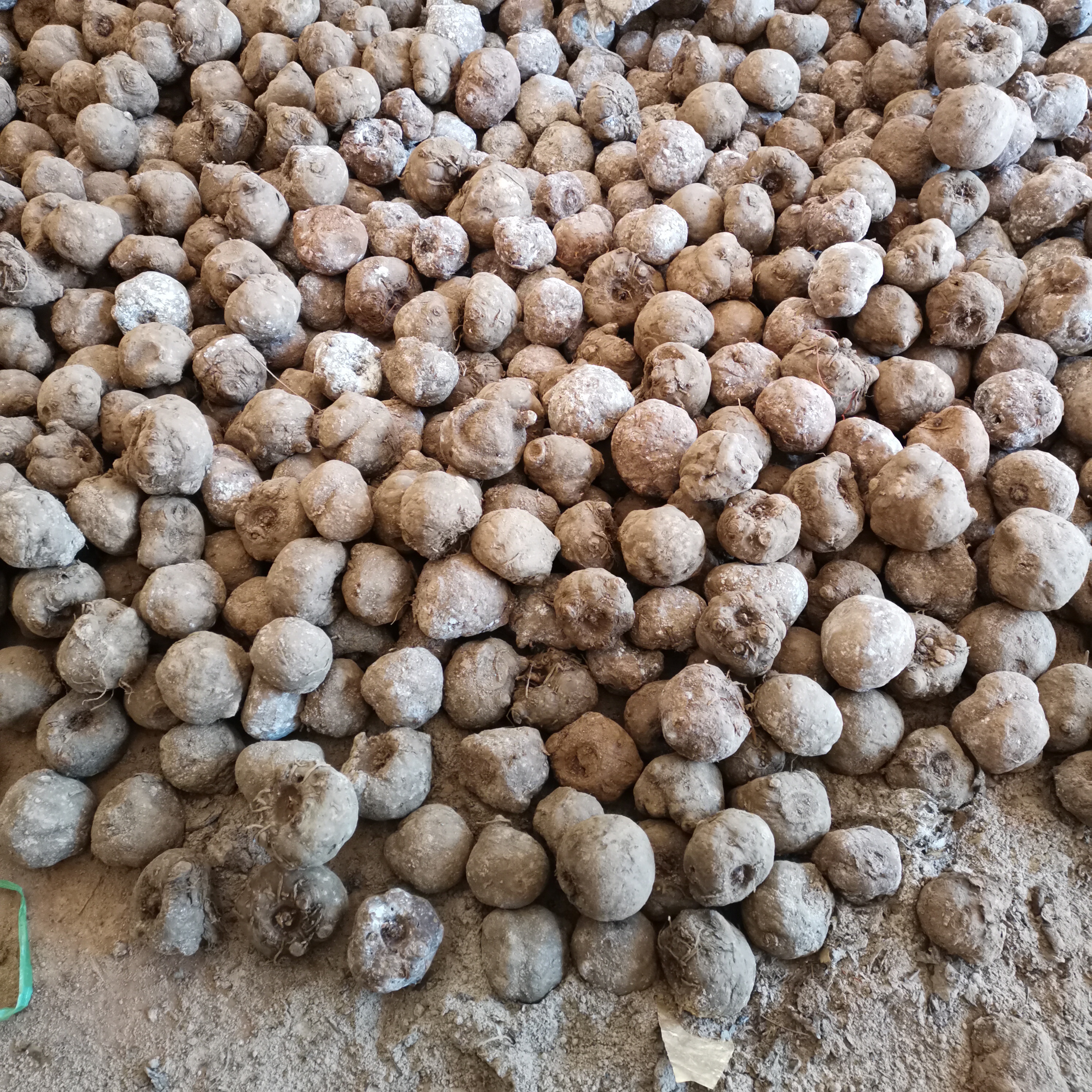 魔芋种子  50到100g的基地种子，发芽率98%以上，质量保证