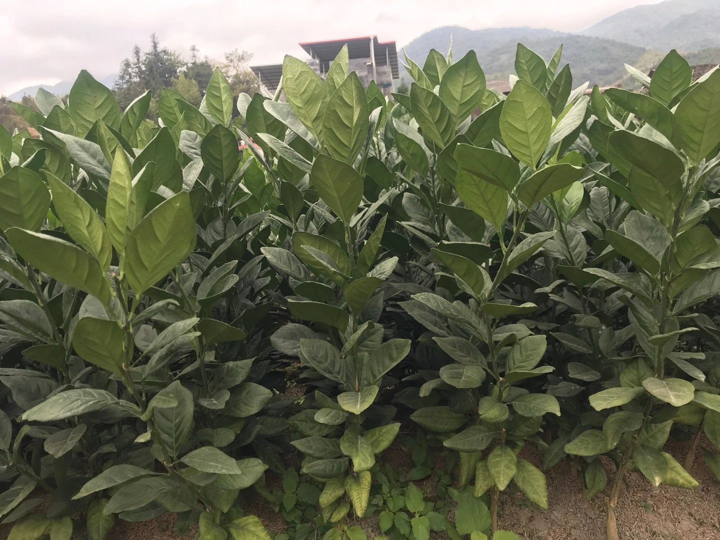 优质赣南脐橙苗，红肉脐橙苗