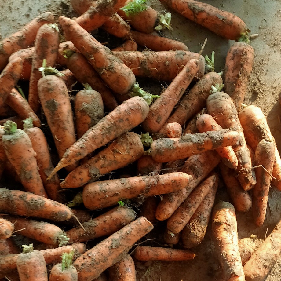 菏泽三红胡萝卜,大量上市出售,甜,翠,质量保证