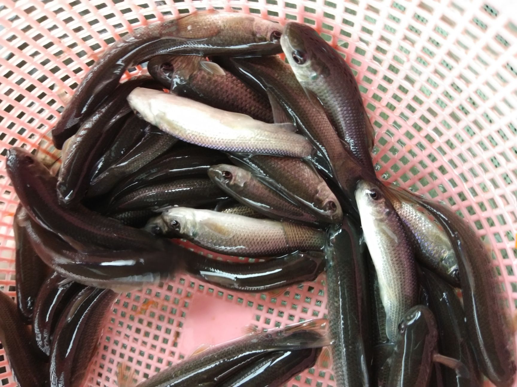 草鱼苗  抗病毒草鱼，长势快，包送，包技术，包消毒