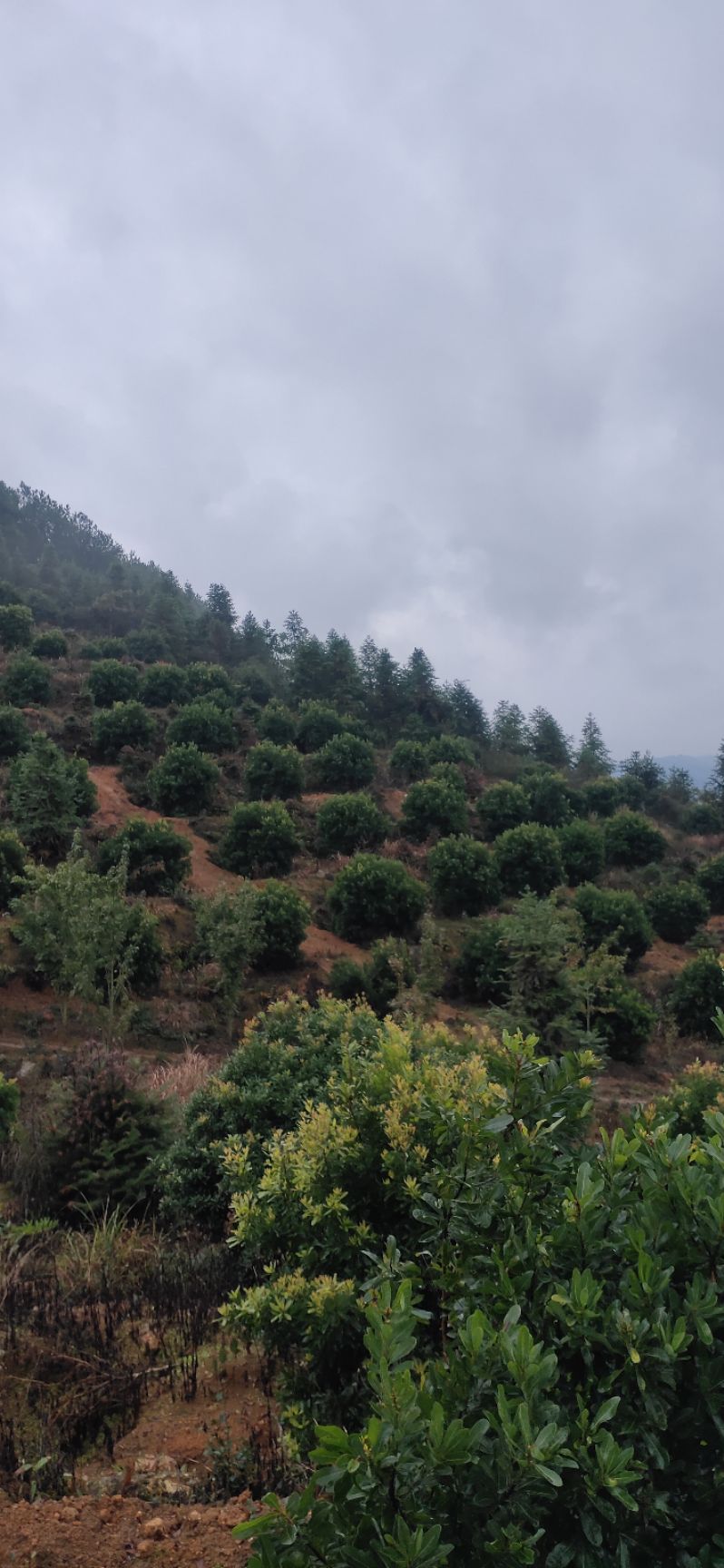 大黑炭杨梅树苗  杨梅树，精品杨梅球，地苗，断根苗，容器苗，