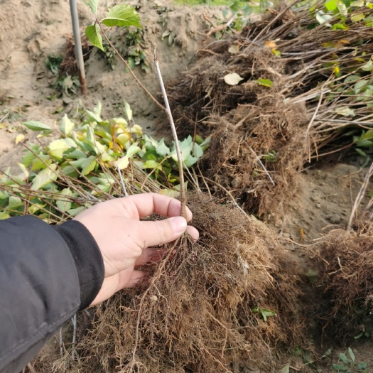 泰安樱桃砧木  吉塞拉6号12号砧木小苗吉塞拉组培苗吉塞拉扦插苗