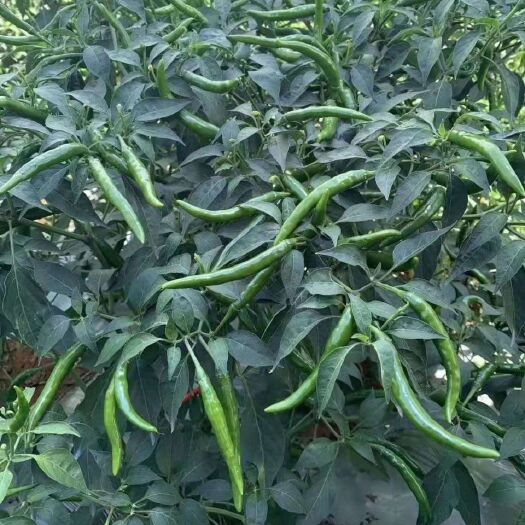 芒市 小米椒，辣椒，朝天椒