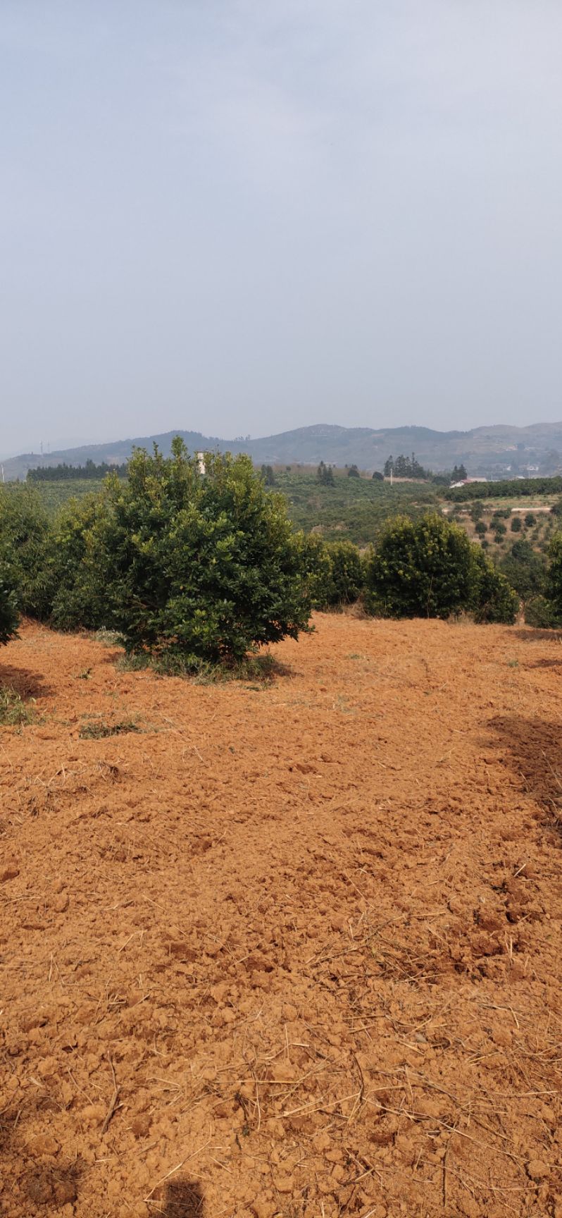 大黑炭杨梅树苗  杨梅树，精品杨梅球，地苗，断根苗，容器苗，