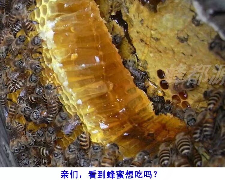 大量批发出售中蜂土蜂蜜 纯净 假一赔十