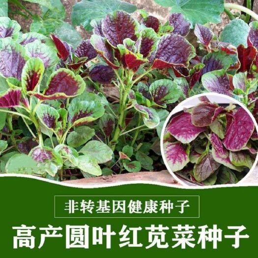 怀化 红苋菜种子红圆叶菜新鲜汉菜种野菜四季盆栽阳台蔬菜种子批发包邮