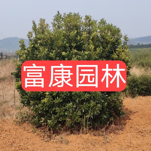 靖州县大黑炭杨梅树苗  杨梅树，精品杨梅球，地苗，断根苗，容器苗，