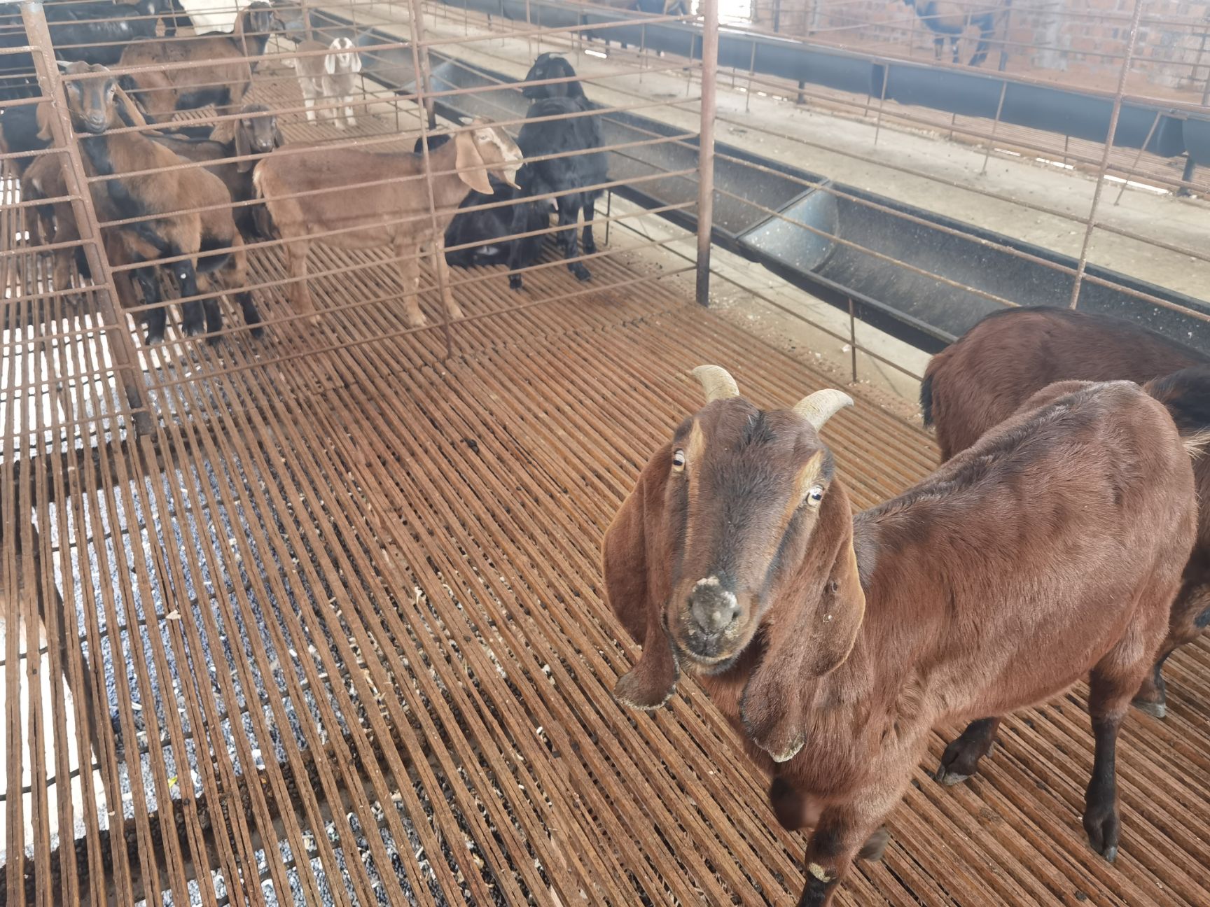 简阳大耳羊黄色小羊羔四川山羊