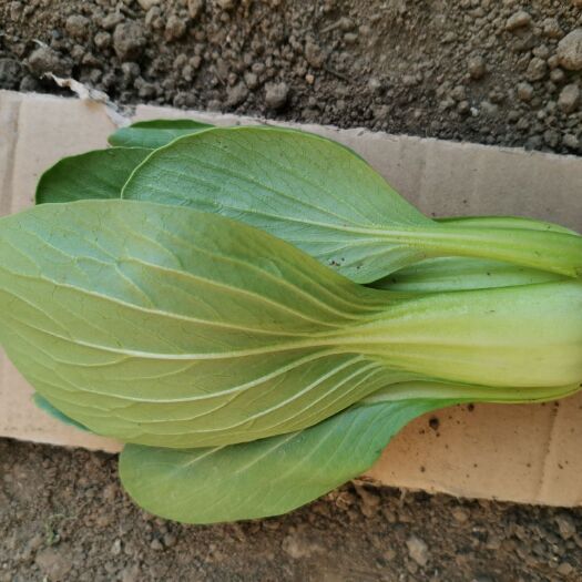 阳高县上海青  北方小油菜