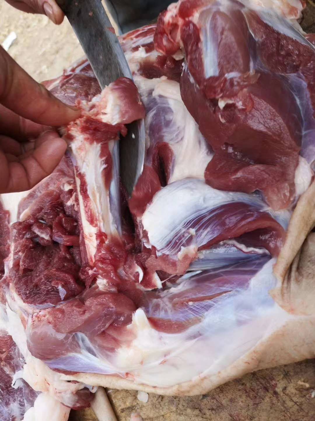 藏香猪肉  大批供应藏香猪年猪，藏香猪新年礼盒装