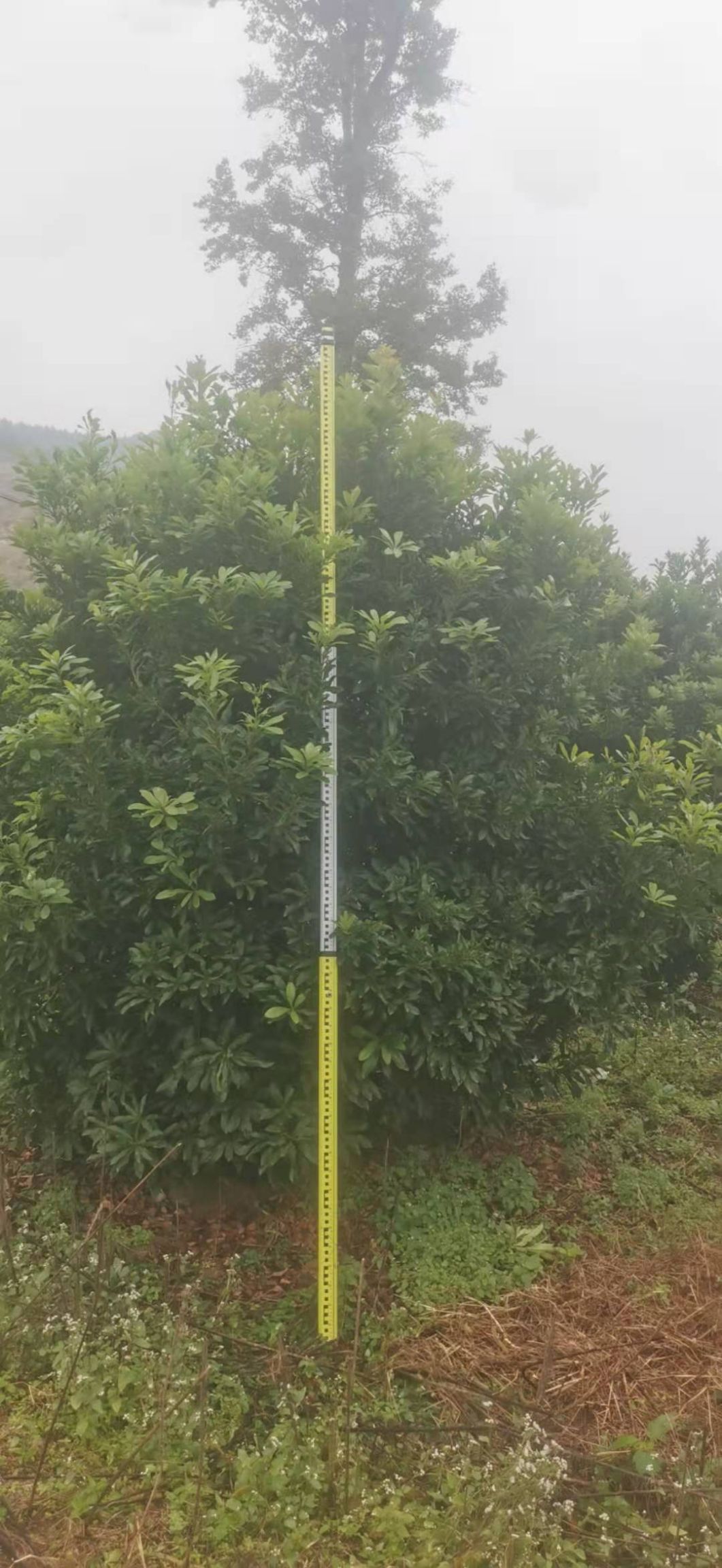 大黑炭杨梅树苗  杨梅树，精品杨梅球，地苗，断根苗，容器苗，