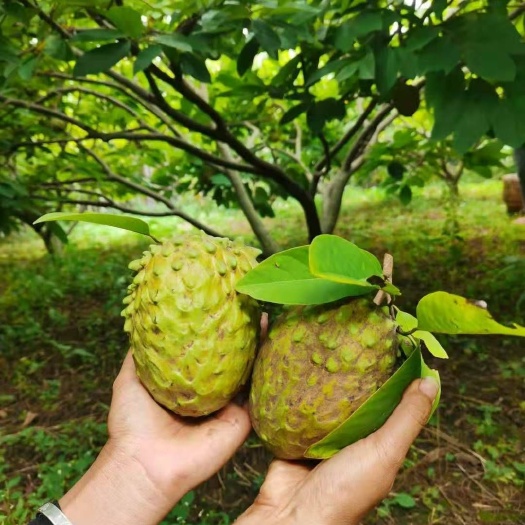 芒市凤梨释迦果 释迦果