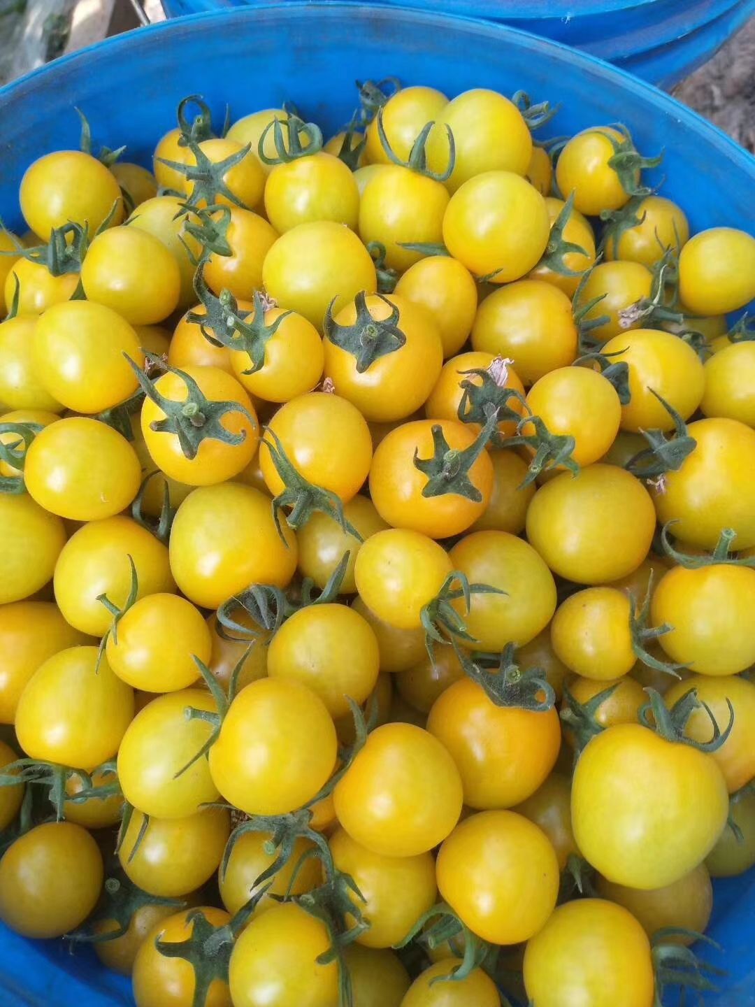 樱桃西红柿苗  夏日金星 黄色圣女果