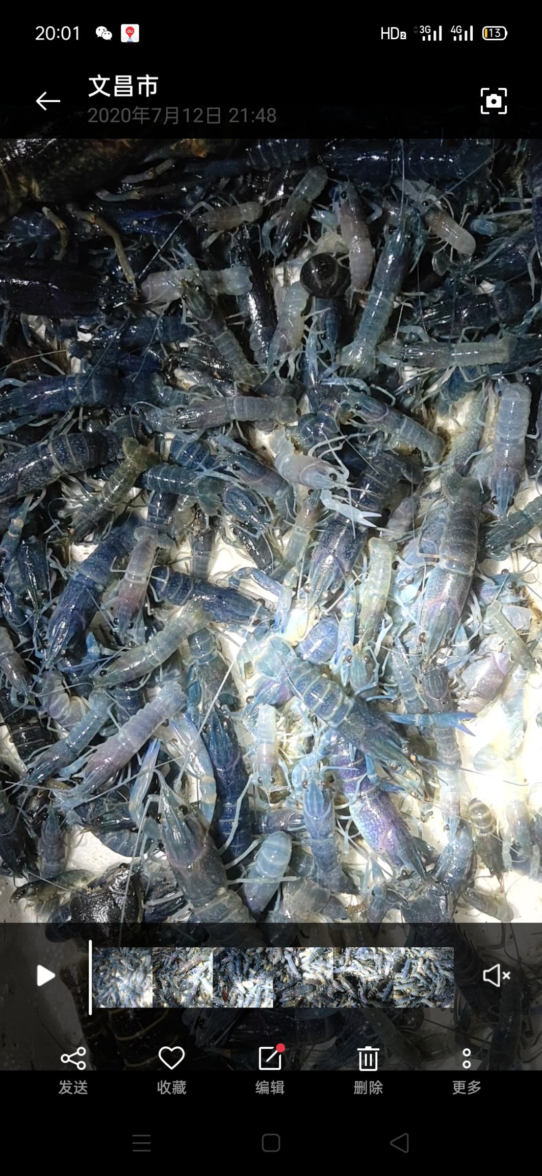 澳洲龙虾苗  澳洲淡水龙虾58苗，澳洲龙虾黑头苗