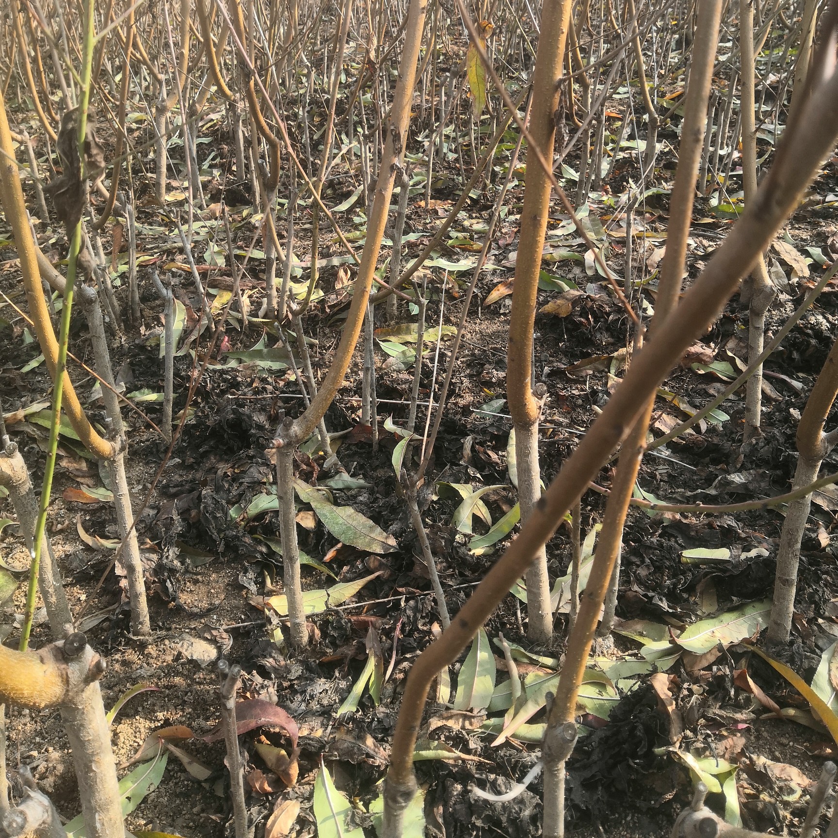 桃树苗 1—4公分嫁接桃树，毛苗，占地苗，大量有货，现挖现卖量大质优