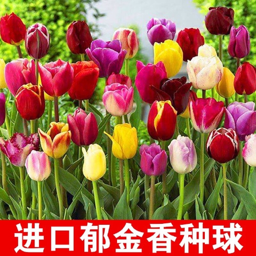 沭阳县秋冬季耐寒荷兰郁金香种球室内外阳台庭院花种子花卉盆栽